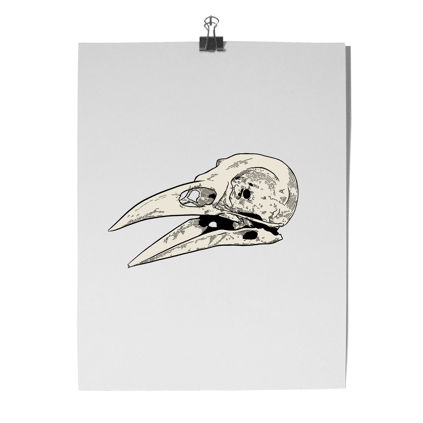 'Bird Skull' Print