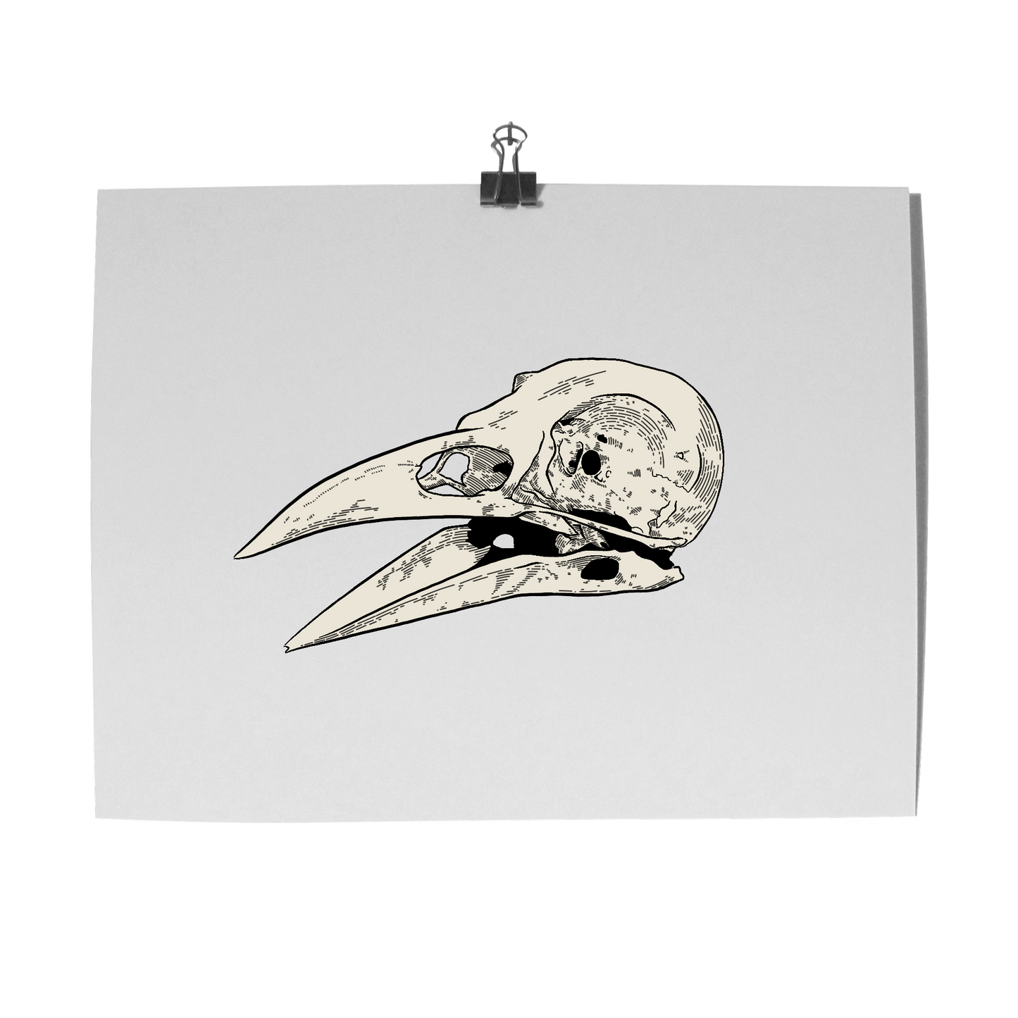 'Bird Skull' Print
